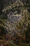 1.1 Dew Coated Spiders Web.